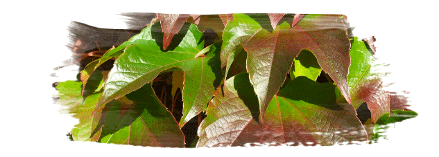 trinklokal_banner_11 trinklokal_banner_11